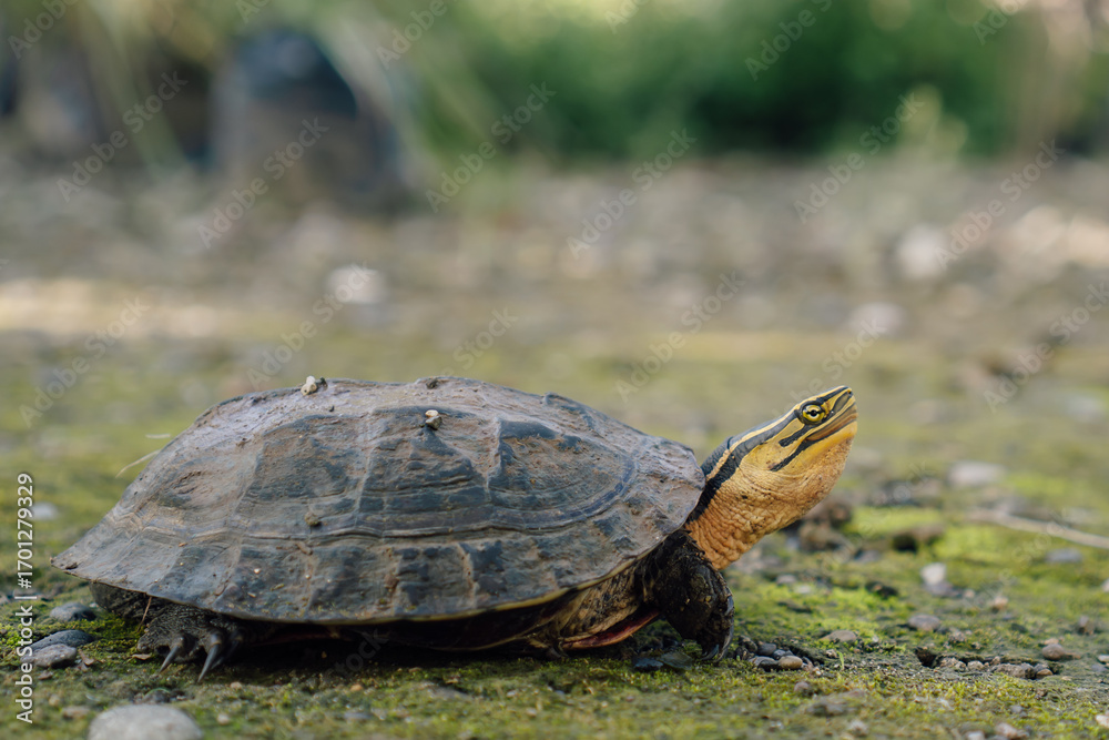 Obraz premium Turtle on mossy ground near foliage