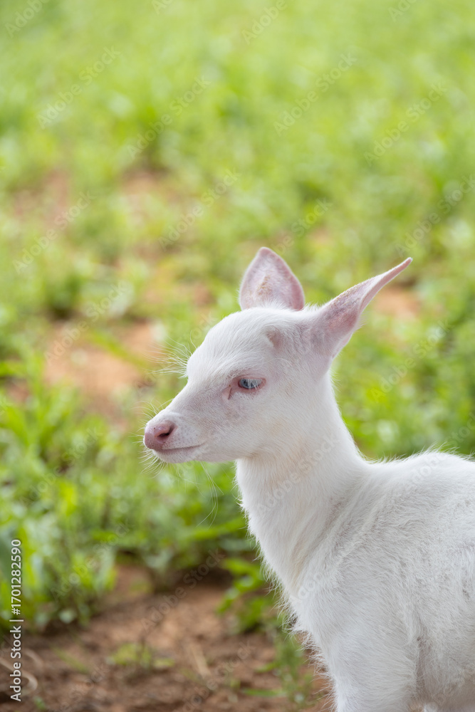 Fototapeta premium baby white deer on grass