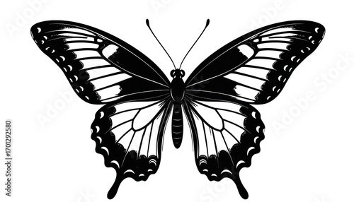 Black butterfly, wings spread, white background, nature design