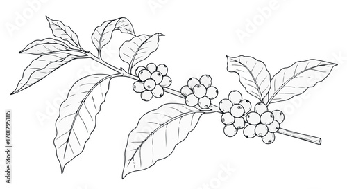 Coffee Branch Illustration