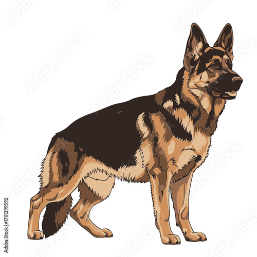 German Shepherd  vector illustration, isolated on white transparent background