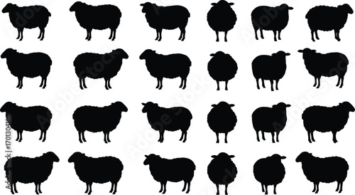 Silhouette of sheep in different standing positions, farm animal illustration, livestock pattern, sheep outline vector, agriculture farming concept