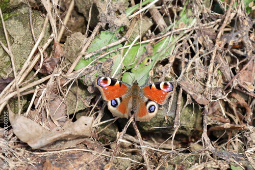 Peacock butterfly close-up