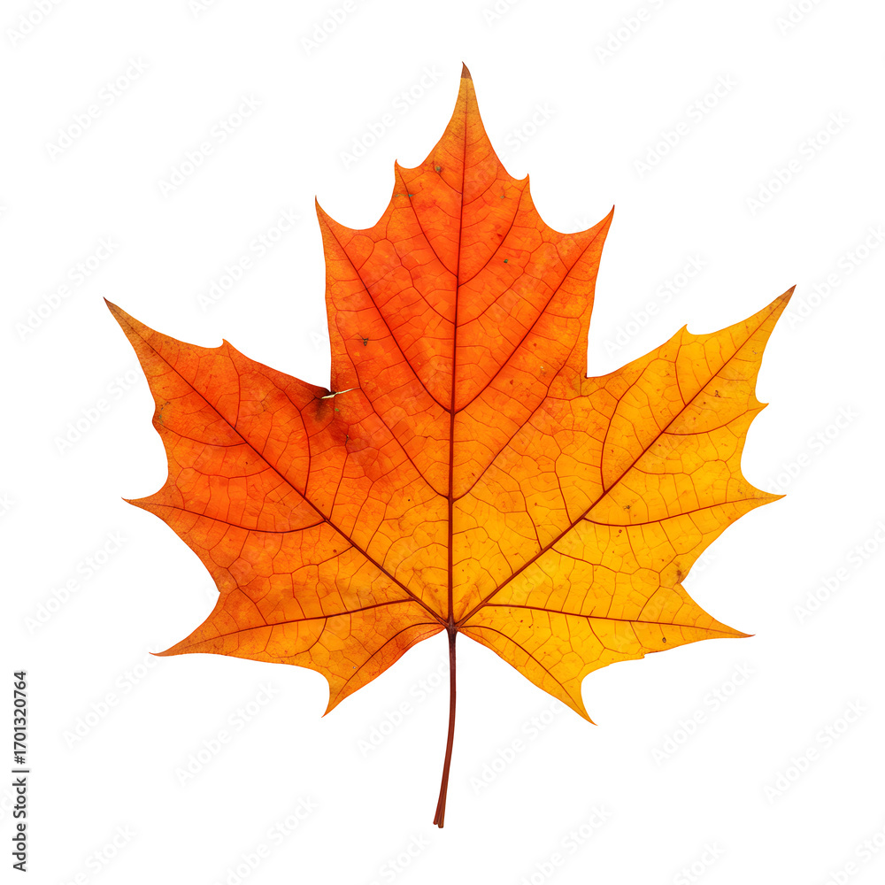 Fototapeta premium Single Autumn Maple Leaf