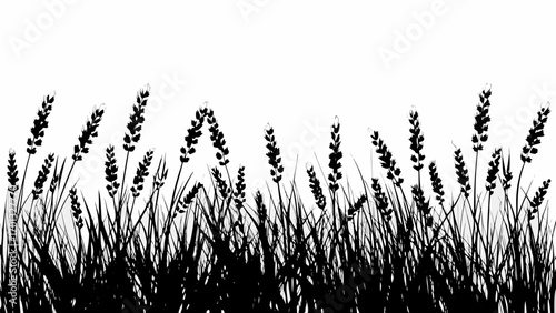 Vector silhouette of tall grass and seed heads against a white background creating a natural and simple scene