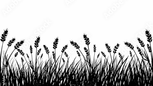Vector silhouette of wheat field with long grass against a white background in an abstract and minimalist style