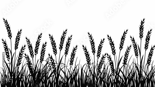 Vector silhouette of wheat and grass field with detailed stalks and blades against a white background scene view