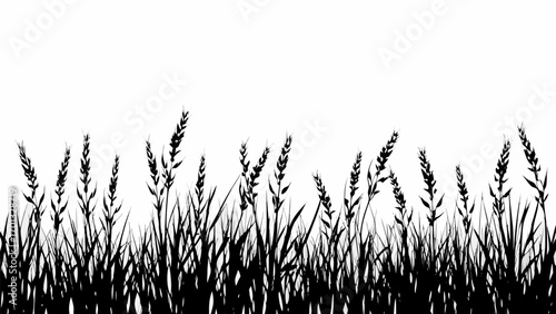 Vector silhouette of tall grass and wheat plants against a white background creating a nature themed border image