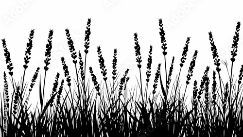 Vector silhouette illustration of lavender plants and grass against a white background in a field scenery