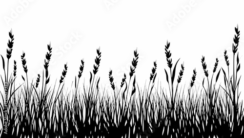 Vector silhouette of grass and wheat plants against a white background creating a natural looking border design
