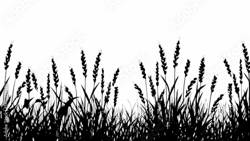 Vector silhouette of wheat field with various stalks and blades against a white background in a simple composition