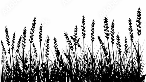 Vector silhouette illustration of a field of tall grass and wheat plants against a white background in monochrome style