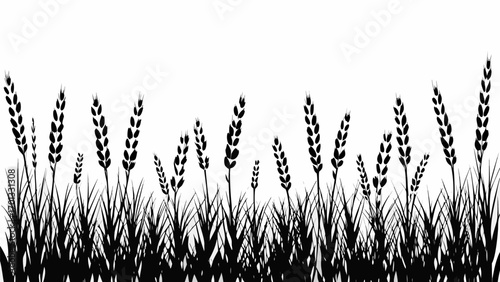 Vector silhouette of wheat field with tall grass and grain stalks against a white background in a simple design