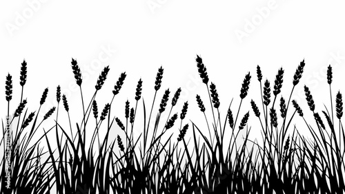 Vector silhouette of a field with wheat and grass plants in black and white, against a plain background image view