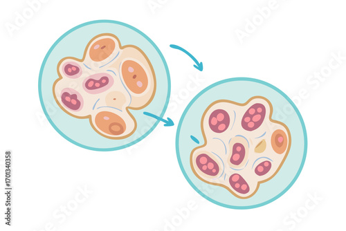 Diagram showing the process of cell differentiation and specialization
