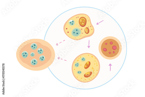 Illustration of amoeba reproduction and cell division