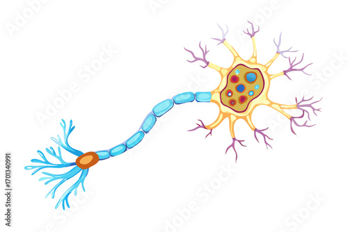 Detailed illustration of a neuron, a nerve cell