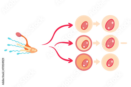 Illustration of sperm fertilizing an egg and early cell division
