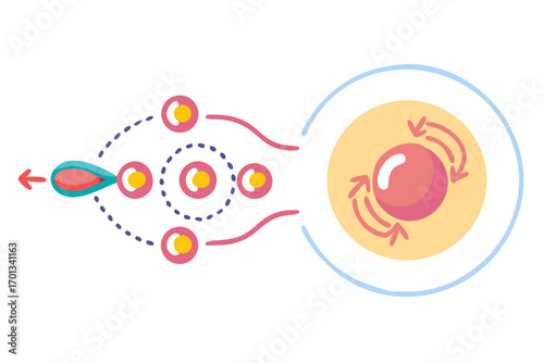 Fertilization process illustration showing sperm approaching egg cell
