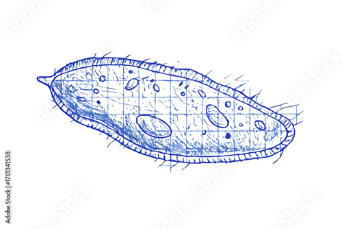 Handdrawn sketch of a paramecium or protozoan