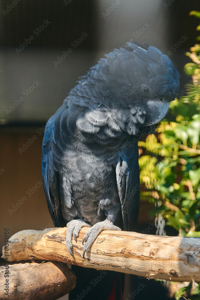 Obraz premium The Red-tailed Black Cockatoo (Calyptorhynchus banksii) is a large, striking parrot native to Australia. Recognized for its glossy black feathers, vibrant red tail panels, and social intelligence bird