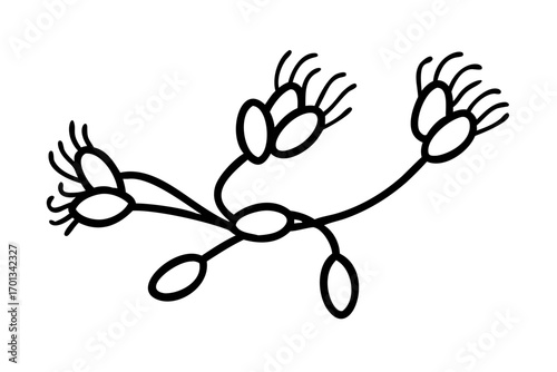 Simple black and white line drawing of a plant stem with seedlike pods