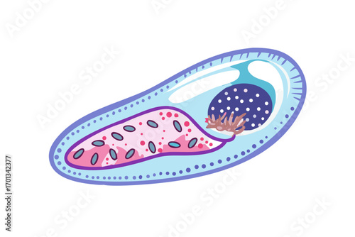 Stylized crosssection illustration of a biological cell with internal structures