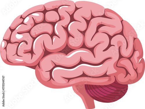 Vector art of pink human brain illustration on a transparent background