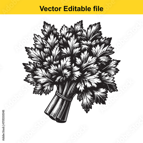 Bunch of fresh parsley herb isolated on white background, vector illustration