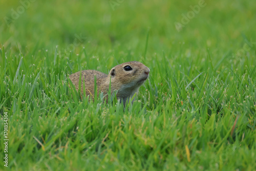 A cute European Ground Squirrel, Spermophilus citellus, has come out of its burrow in a field to feed.