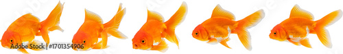 Photos Oranda goldfish set isolated on white background close up
