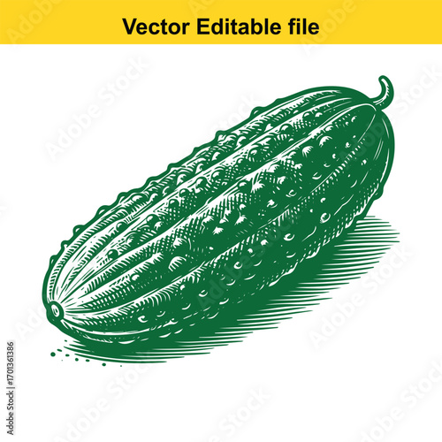 Green cucumber with textured skin, isolated on white background