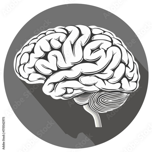 Stylized Anatomical Brain Illustration on Grey Background with Shadow