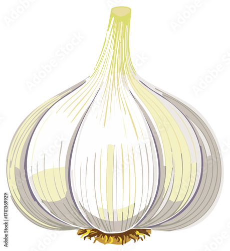 Detailed vector illustration of a whole fresh white garlic bulb, showcasing its skin texture and root base for cooking
