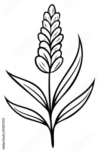 Isolated wheat plant contour drawing. Agricultural crop with grain on stem, minimal style. Vector flat illustration on white background.