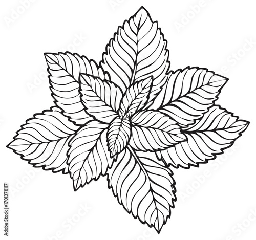 Outline drawing of green leaves arranged in a circular pattern with detailed veins