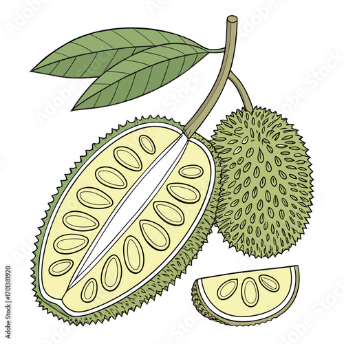 Durian Fruit Illustration Exotic Tropical Treat
