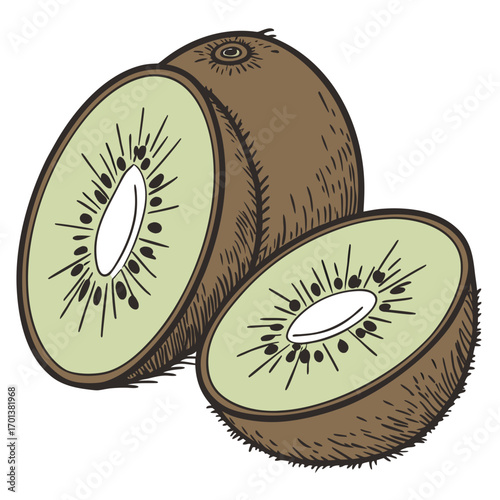 Hand-drawn vector illustration of a fresh sliced kiwi fruit