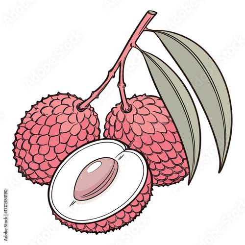 Freshly Picked Tropical Lychees on a Branch with Juicy Cut Fruit Illustration