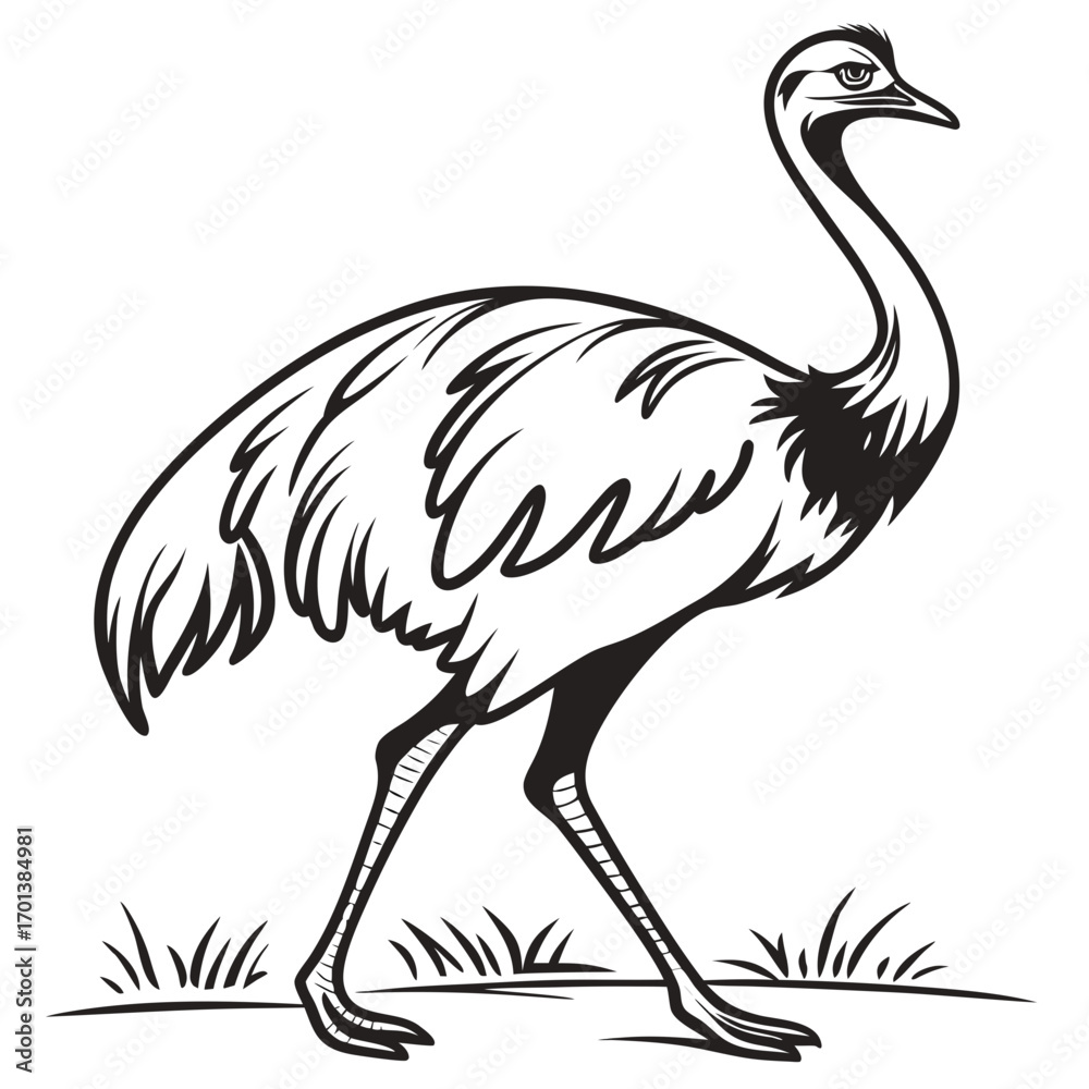 Fototapeta premium Rhea Bird Line Art Illustration