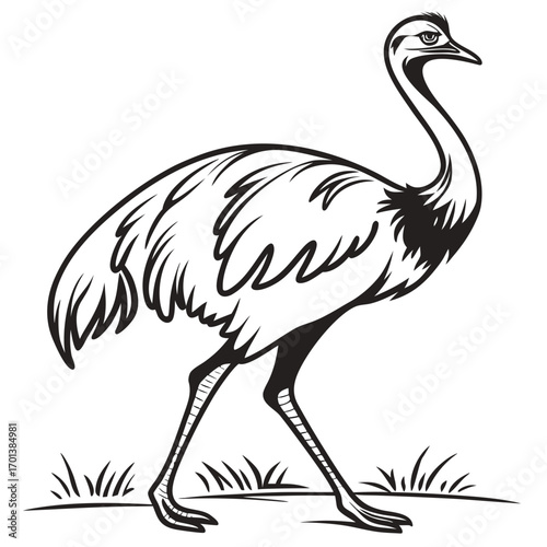 Rhea Bird Line Art Illustration