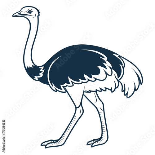 Ostrich Illustration
