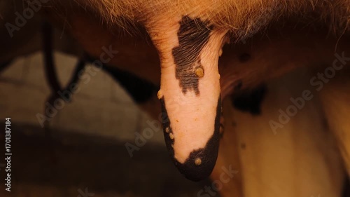 Close-up video showing cow udder with pox lesions, a key symptom of bovine pox. Useful for veterinary education, scientific research, and training in livestock disease diagnosis.
