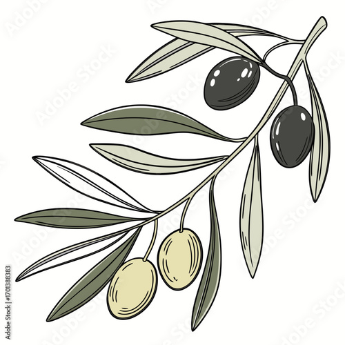 Olive Branch Illustration Artistic Depiction of Olives and Leaves