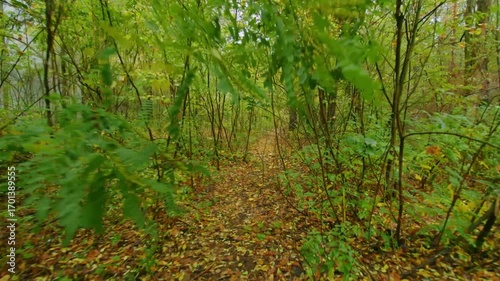 A silent, overgrown path winds through a dense, autumnal forest within the Chernobyl Exclusion Zone, showcasing the powerful resurgence of nature in an abandoned, historically significant area.