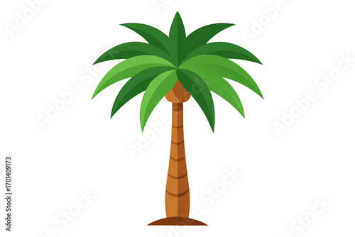 palm tree isolated on white