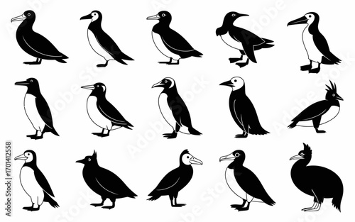 Vector art of collection of various auk species illustration