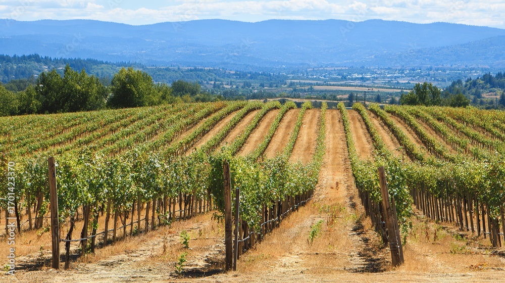 Obraz premium ブドウ園。自然光の下、整然と並んだブドウの木々が、静寂と成長を想起させる、穏やかなブドウ園の風景。旅行雑誌。