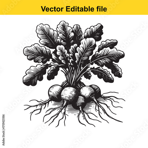 Vintage illustration of beetroots with leaves and roots, isolated on white background