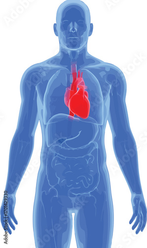 Anatomical heart in human body silhouette medical education illustration vector